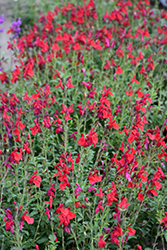 Radio Red Autumn Sage (Salvia greggii 'Radio Red') at Valley View Farms
