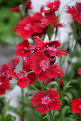 Rockin' Red Pinks (Dianthus 'PAS1141436') at Valley View Farms