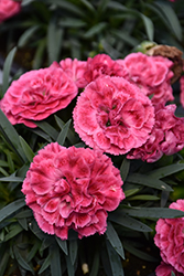 Fruit Punch Raspberry Ruffles Pinks (Dianthus 'Raspberry Ruffles') at Valley View Farms