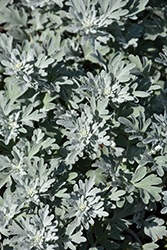 Silver Brocade Artemisia (Artemisia stelleriana 'Silver Brocade') at Valley View Farms