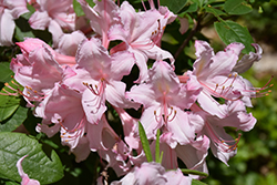 Candy Lights Azalea (Rhododendron 'Candy Lights') at Valley View Farms