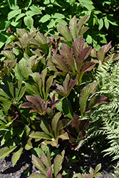 Bronze Peacock Rodgersia (Rodgersia 'Bronze Peacock') at Valley View Farms