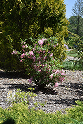 Candy Lights Azalea (Rhododendron 'Candy Lights') at Valley View Farms