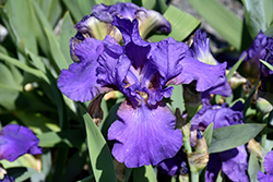His Royal Highness Bearded Iris (Iris 'His Royal Highness') at Valley View Farms