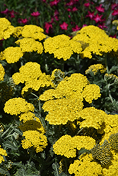 Little Moonshine Yarrow (Achillea 'ACBZ0002') at Valley View Farms