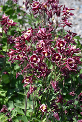 Winky Red And White Columbine (Aquilegia 'Winky Red And White') at Valley View Farms