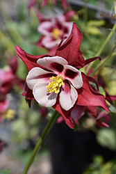 Swan Red and White Columbine (Aquilegia 'Swan Red and White') at Valley View Farms