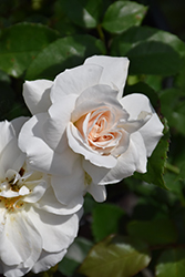 Champagne Wishes Rose (Rosa 'BAIcham') at Valley View Farms