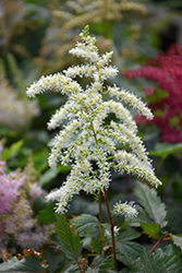 Cappuccino Astilbe (Astilbe x arendsii 'Cappuccino') at Valley View Farms