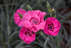 American Pie Bumbleberry Pie Pinks (Dianthus 'Wp15 Pie54') at Valley View Farms