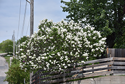 White French Lilac (Syringa vulgaris 'Alba') at Valley View Farms