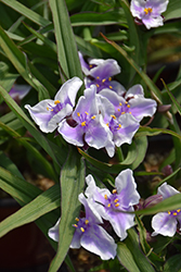 Bilberry Ice Spiderwort (Tradescantia x andersoniana 'Bilberry Ice') at Valley View Farms
