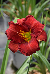 Funny Valentine Daylily (Hemerocallis 'Funny Valentine') at Valley View Farms