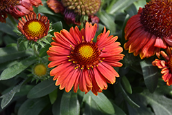 SpinTop Yellow Touch Blanket Flower (Gaillardia aristata 'SpinTop Yellow Touch') at Valley View Farms