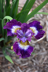 Contrast In Styles Siberian Iris (Iris sibirica 'Contrast In Styles') at Valley View Farms