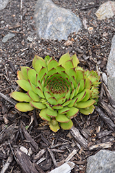 Sunset Hens And Chicks (Sempervivum 'Sunset') at Valley View Farms