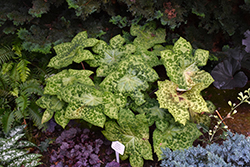 Spotty Dotty Asian Mayapple (Podophyllum 'Spotty Dotty') at Valley View Farms