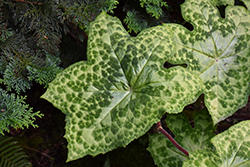 Spotty Dotty Asian Mayapple (Podophyllum 'Spotty Dotty') at Valley View Farms