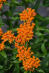 Butterfly Weed (Asclepias tuberosa) at Valley View Farms