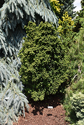 Dwarf Pagoda Japanese Holly (Ilex crenata 'Dwarf Pagoda') at Valley View Farms