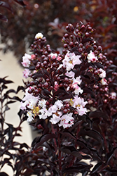 Moonlight Magic Crapemyrtle (Lagerstroemia 'PIILAG-IV') at Valley View Farms