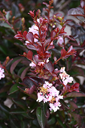 Burgundy Cotton Crapemyrtle (Lagerstroemia 'Whit VI') at Valley View Farms