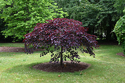 Ruby Falls Redbud (Cercis canadensis 'Ruby Falls') at Valley View Farms