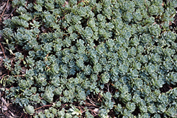 Gray Stonecrop (Sedum pachyclados) at Valley View Farms