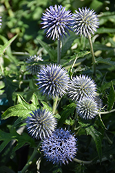 Veitch's Blue Globe Thistle (Echinops ritro 'Veitch's Blue') at Valley View Farms