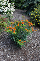 Gay Butterflies Butterfly Weed (Asclepias tuberosa 'Gay Butterflies') at Valley View Farms