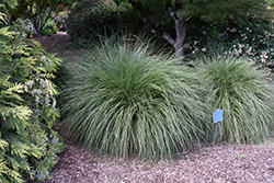 Hameln Dwarf Fountain Grass (Pennisetum alopecuroides 'Hameln') at Valley View Farms