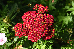 Red Velvet Yarrow (Achillea millefolium 'Red Velvet') at Valley View Farms