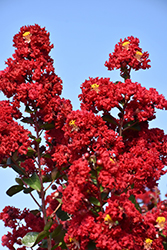 Double Dynamite Crapemyrtle (Lagerstroemia indica 'Whit X') at Valley View Farms