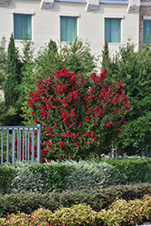 Double Dynamite Crapemyrtle (Lagerstroemia indica 'Whit X') at Valley View Farms
