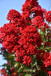 Dynamite Crapemyrtle (Lagerstroemia indica 'Whit II') at Valley View Farms