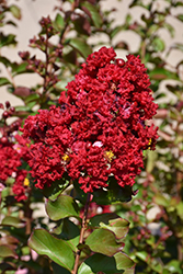 Siren Red Crapemyrtle (Lagerstroemia indica 'Whit VII') at Valley View Farms