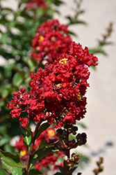 Enduring Summer Red Crapemyrtle (Lagerstroemia 'PIILAG B5') at Valley View Farms