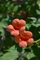 Indian Summer Trumpetvine (Campsis x tagliabuana 'Indian Summer') at Valley View Farms