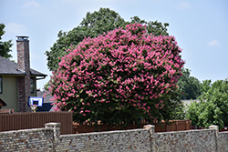 Zuni Crapemyrtle (Lagerstroemia 'Zuni') at Valley View Farms
