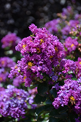 Purple Magic Crapemyrtle (Lagerstroemia 'Purple Magic') at Valley View Farms