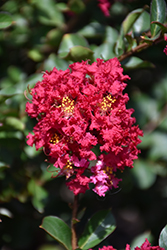 Princess Holly Ann Crapemyrtle (Lagerstroemia 'GA 0701') at Valley View Farms