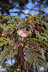 Summer Chocolate Mimosa (Albizia julibrissin 'Summer Chocolate') at Valley View Farms