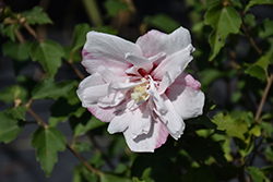 Strawberry Smoothie Rose of Sharon (Hibiscus syriacus 'DS02SS') at Valley View Farms