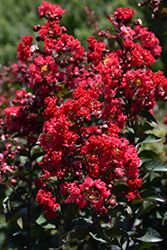 Princess Zoey Crapemyrtle (Lagerstroemia 'GA 0702') at Valley View Farms