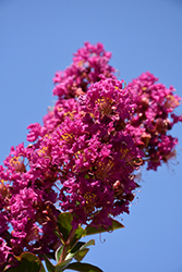 Twilight Crapemyrtle (Lagerstroemia indica 'Twilight') at Valley View Farms