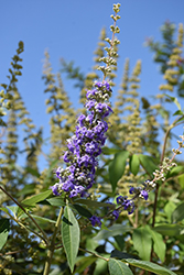 Shoal Creek Chaste Tree (Vitex agnus-castus 'Shoal Creek') at Valley View Farms