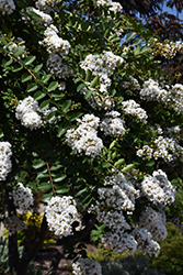 Acoma Crapemyrtle (Lagerstroemia 'Acoma') at Valley View Farms