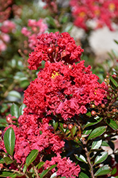 Cherry Dazzle Crapemyrtle (Lagerstroemia indica 'Gamad 1') at Valley View Farms