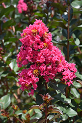 Pink Velour Crapemyrtle (Lagerstroemia indica 'Whit III') at Valley View Farms