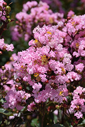 Rhapsody In Pink Crapemyrtle (Lagerstroemia indica 'Whit VIII') at Valley View Farms